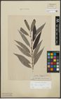 Foto von Salix alba L. x Salix fragilis L.